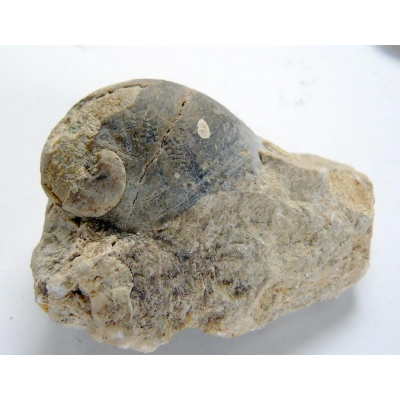 Fossils : Platyceras gregarium - Devon area Karlštejnsko