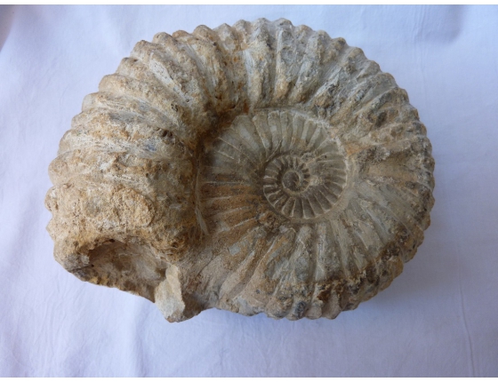 Ammoniten großen 1.685 g