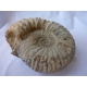 Ammoniten großen 1.685 g